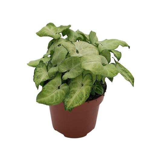 Syngonium 'White Butterfly' - Ø13cm - ↕25cm