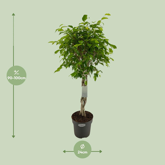 Ficus Benjamina Exotica Geflechtstamm - Ø24cm - ↕100cm