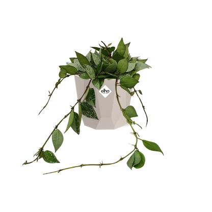 Hoya Krohniana Eskimo in ELHO b.for rock 14 cm warm grey