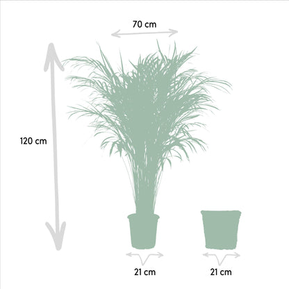 Areca Palme 110 cm – Stilvolle Goldfruchtpalme mit Korb