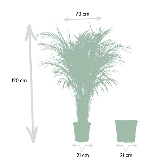 Areca Palme 110 cm – Stilvolle Goldfruchtpalme mit Korb