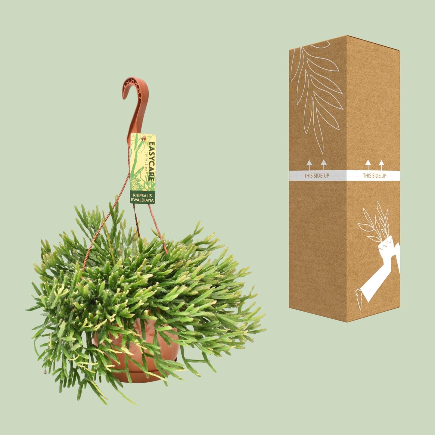 Rhipsalis Ewaldiana - Ø17cm - ↕40cm