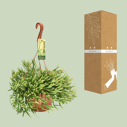 Rhipsalis Ewaldiana - Ø17cm - ↕40cm