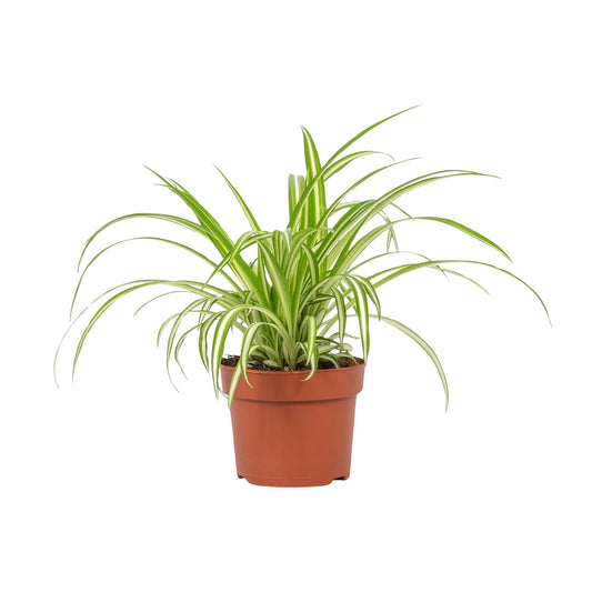 Chlorophytum Variegatum 12cm - Ø12cm - ↕25cm