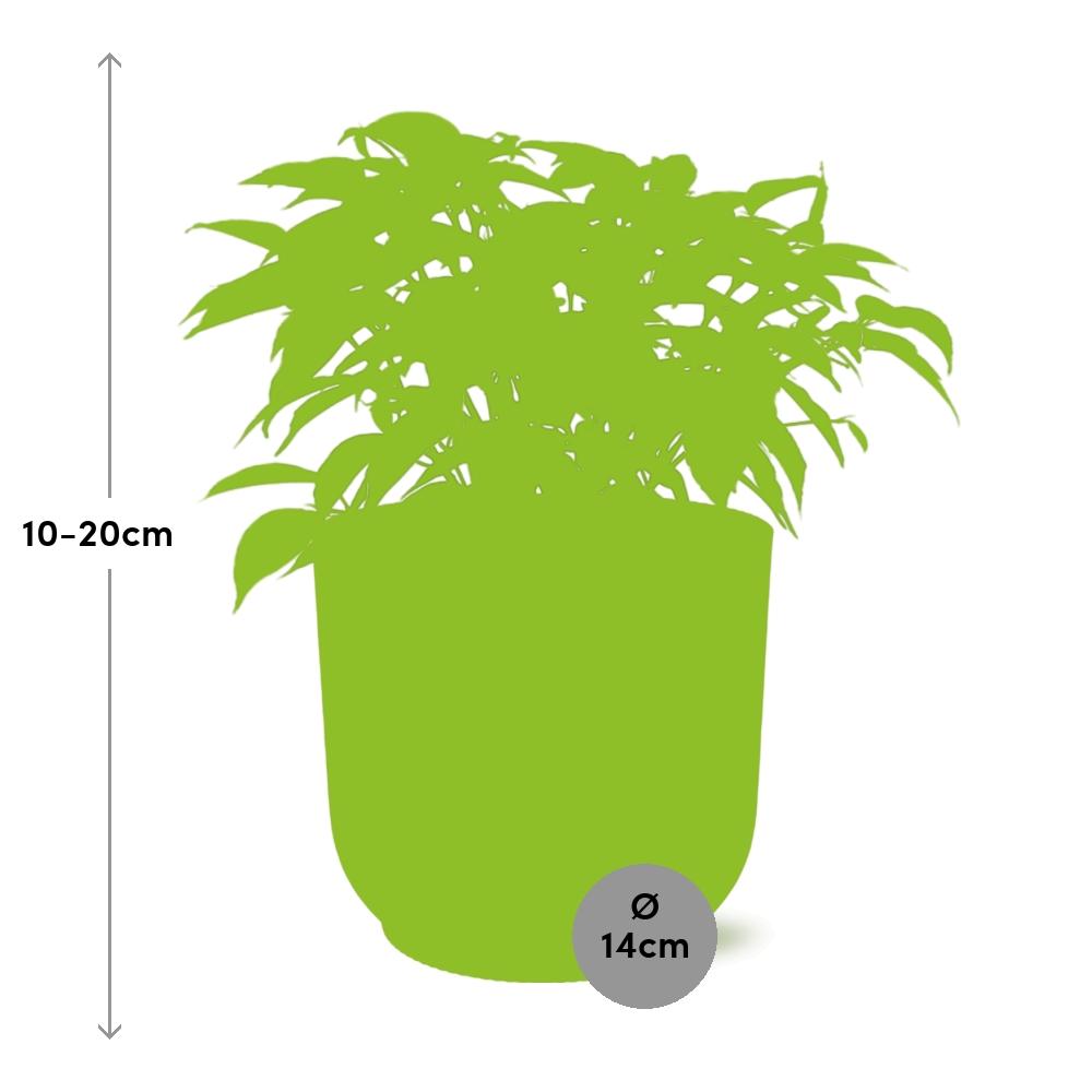 Ficus Benjamina Kinky in ELHO Vibes Fold 14cm roze