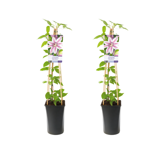 Clematis Nelly Moser - 2 Stücke - Ø17cm - ↕75cm