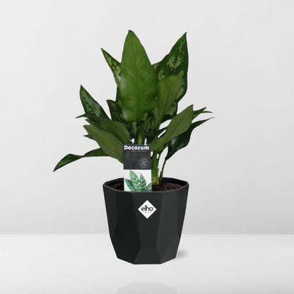 Aglaonema Maria in 14cm b.for rock living black