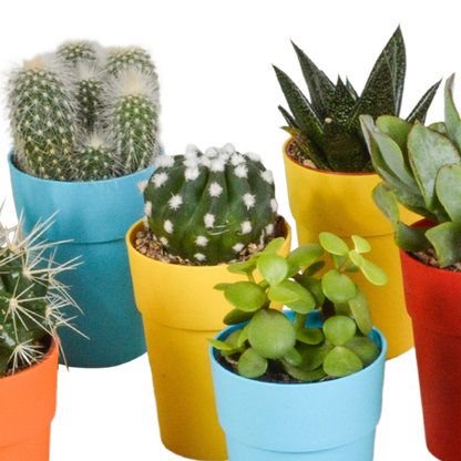 Kakteen & Sukkulenten Mix – 15 pflegeleichte Pflanzen im 5,5cm Topf