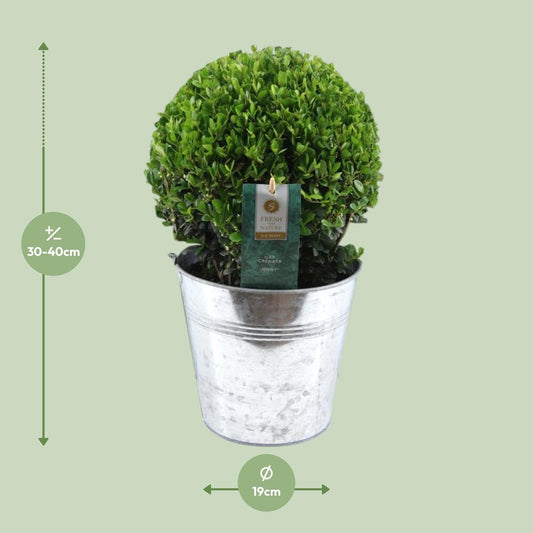Ilex Crenata 'Jenny'® Ball Ø20cm P17 In Zinc Old-Look - Ø19cm - ↕40cm