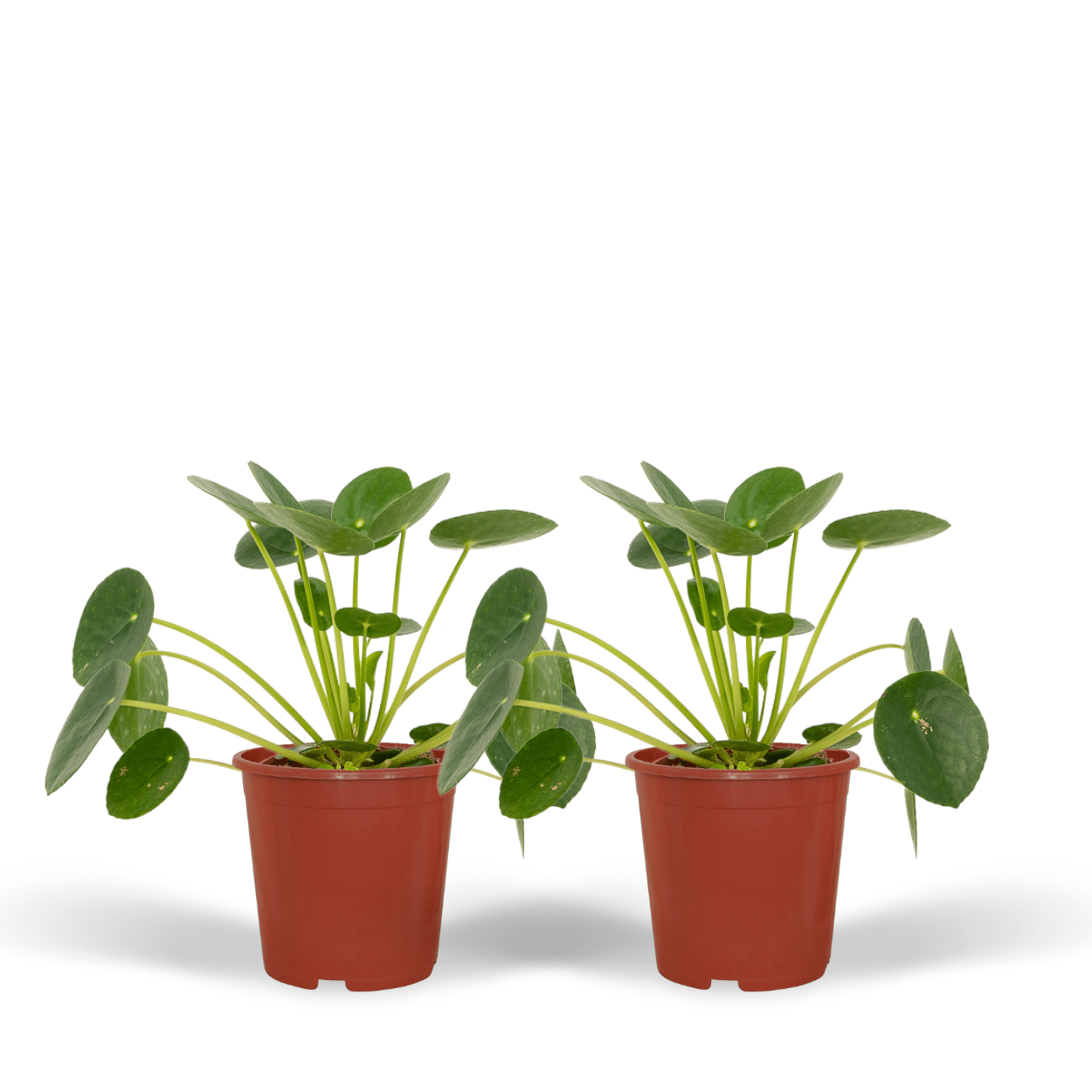 2x Pilea Peperomiodes - Pfannkuchenpflanze - 20cm - ø12