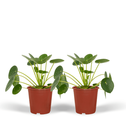 2x Pilea Peperomiodes - Pfannkuchenpflanze - 20cm - ø12