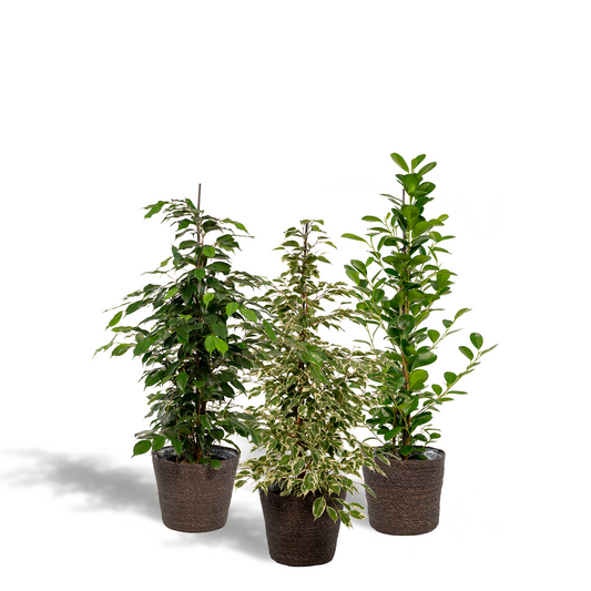 Ficus Benjamina Danielle - Ø21cm - ↕95cm + Ficus Benjamina Twilight - Ø21cm - ↕95cm + Ficus Microcarpa Moclame - Ø21cm - ↕95cm + Korb Igmar