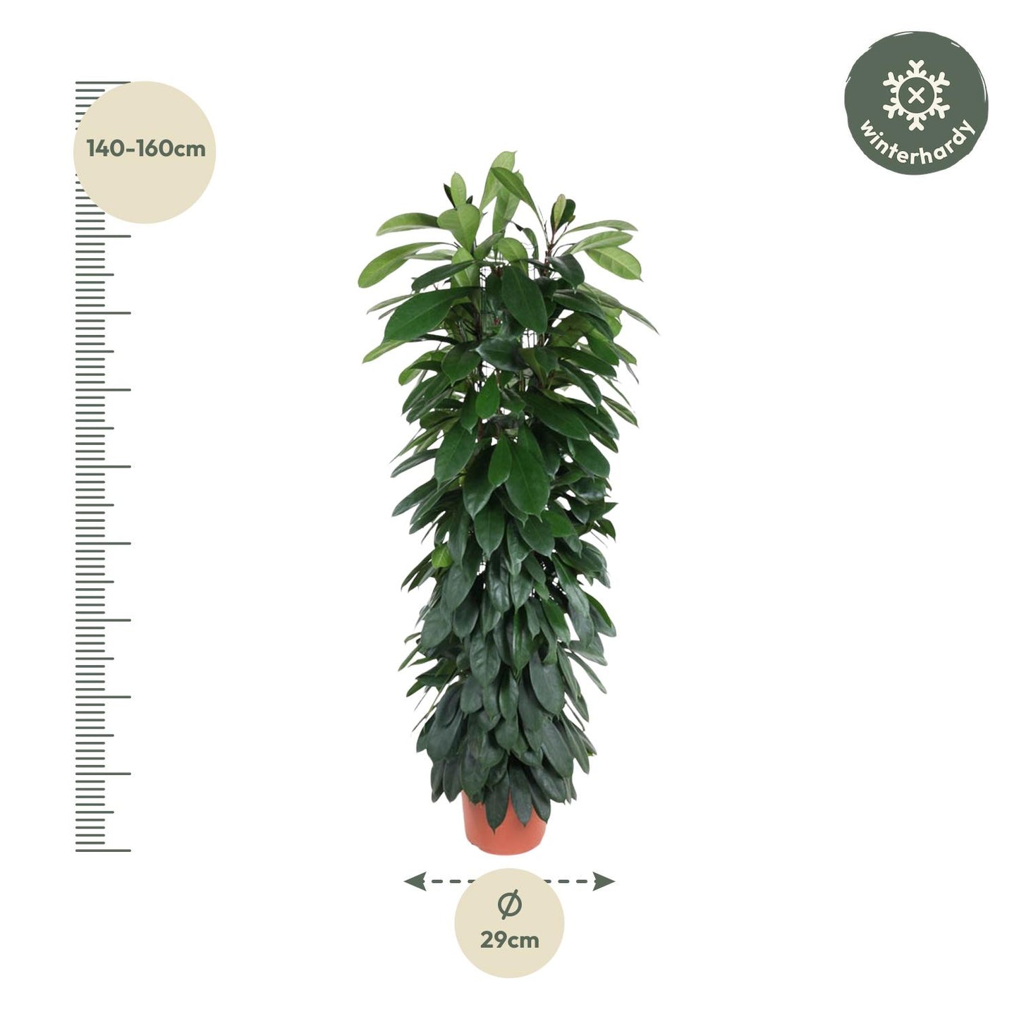Säulenfeige 'Cyatistipula' – Elegante Zimmerpflanze 150 cm
