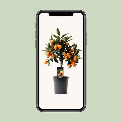 Citrus Kumquat - Ø16cm - ↕45cm