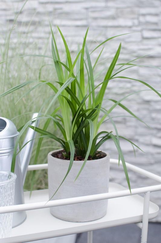 3x - Carex morrowii 'Irish Green' - ↨30cm - Ø14