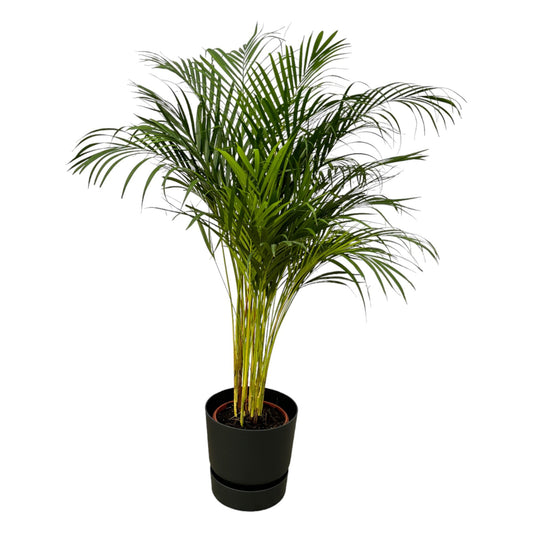 Goldfruchtpalme 130 cm – Elegante Areca Palme im Topf