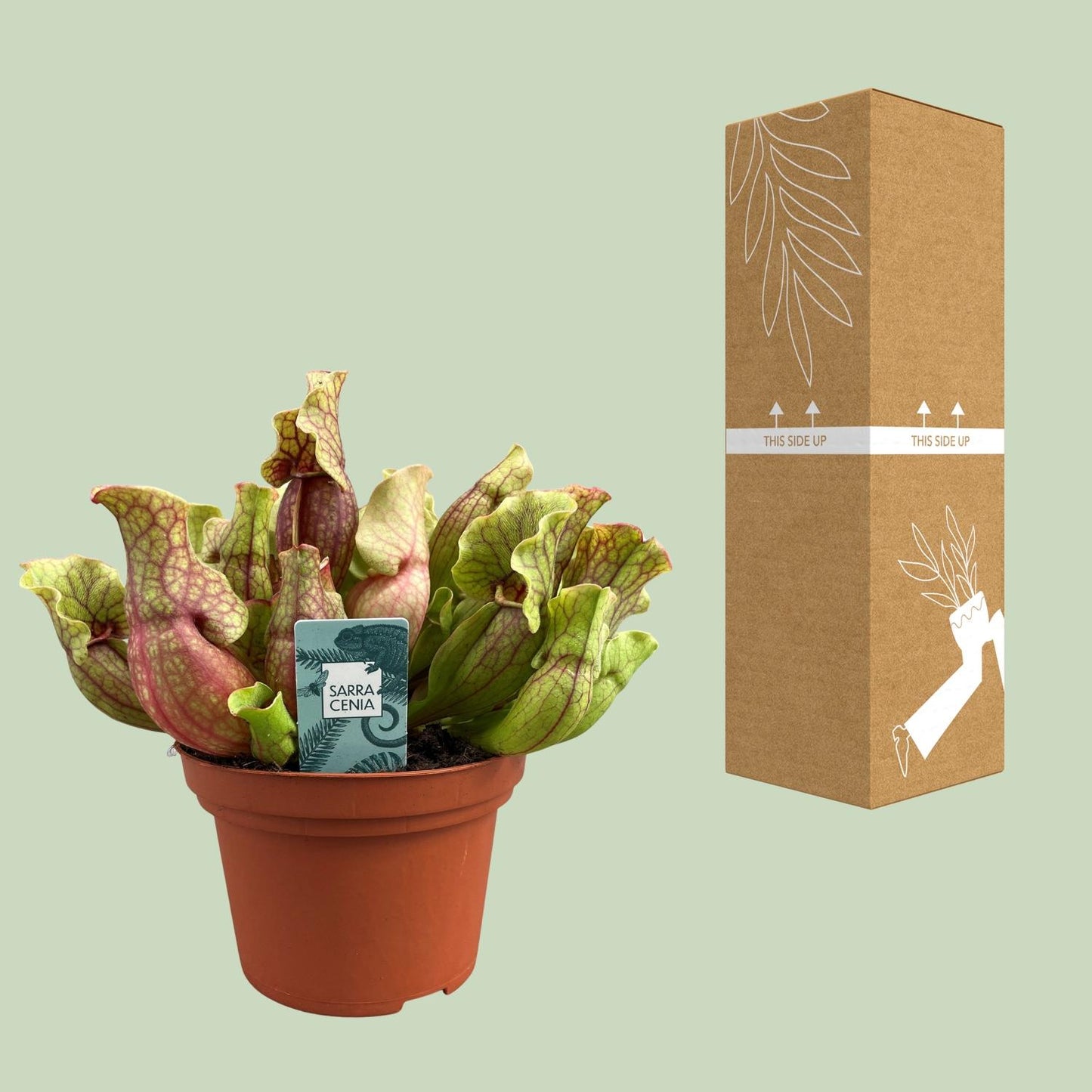 Sarracenia Purpurea - Ø12cm - ↕20cm