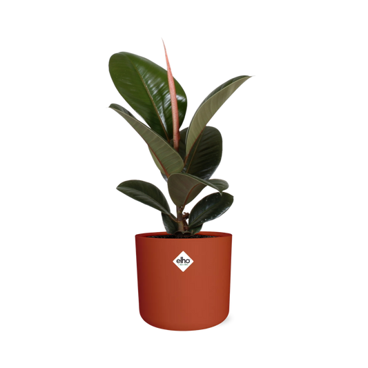 Ficus Elastica ‘Robusta’ in ELHO b.for soft rond 14cm brique