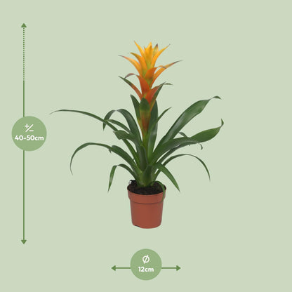 Guzmania Solara - Ø12cm - ↕50cm