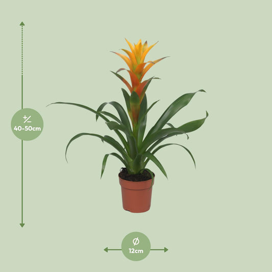 Guzmania Solara - Ø12cm - ↕50cm