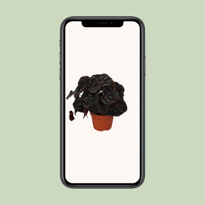 Begonia Rex Conga 12cm - Ø12cm - ↕25cm