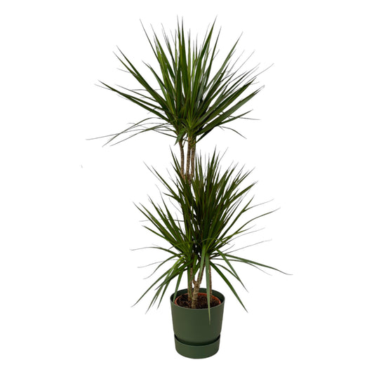 Drachenbaum Marginata 120 cm mit grünem Design-Topf