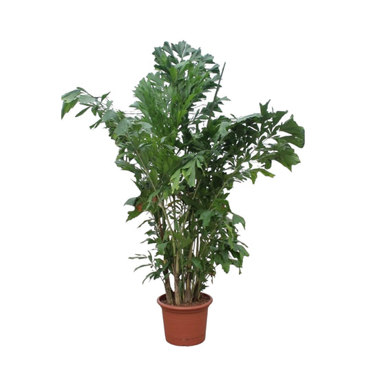 Fischschwanzpalme 220 cm – Exotische Zimmerpflanze