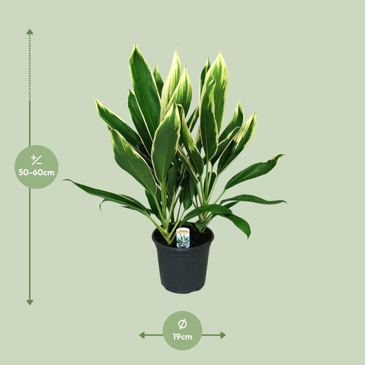 Cordyline New Conga - Ø19cm - ↕60cm