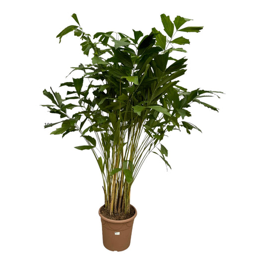 Fischschwanzpalme 250 cm – Exotische Zimmerpflanze
