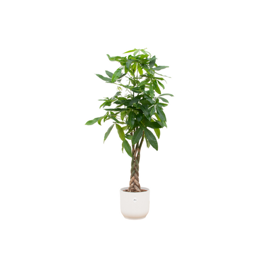 Glücksbaum 160 cm im Elho Design-Topf