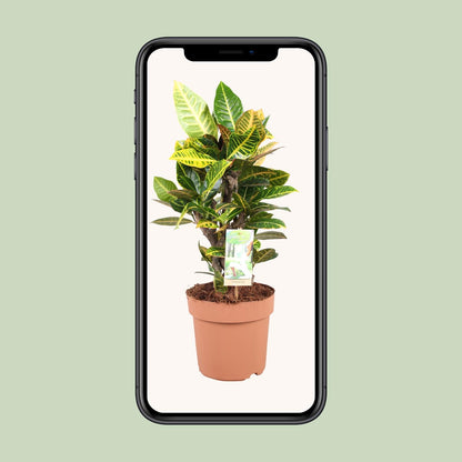 Codiaeum Petra - Ø21cm - ↕60cm