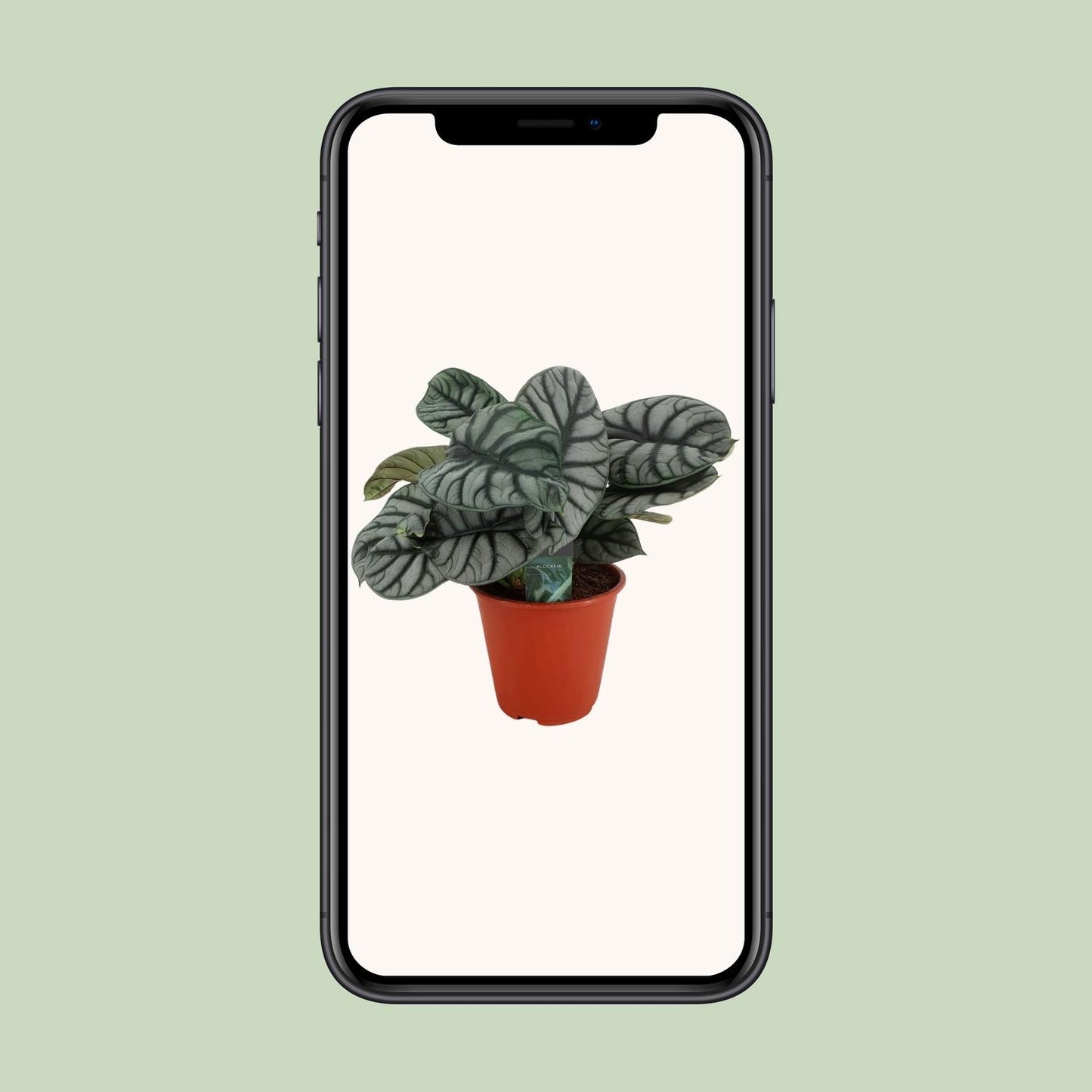 Alocasia Silver Dragon - Ø19cm - ↕45cm