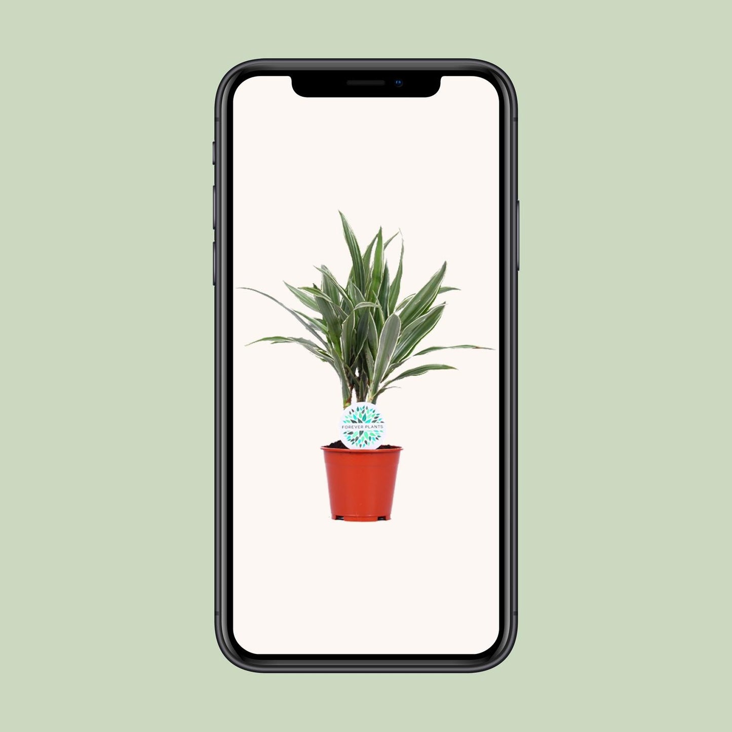 Dracaena Warneckei - Ø14cm - ↕55cm