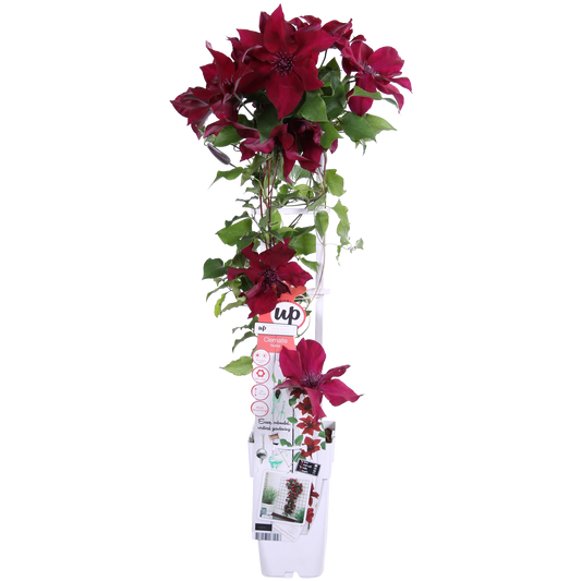 Clematis Nubia - Clematis Evison Rot - Ø15cm - ↕65cm - Ø15 - ↨65cm