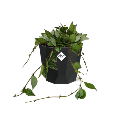 Hoya Krohniana Eskimo in 14cm b.for rock living black