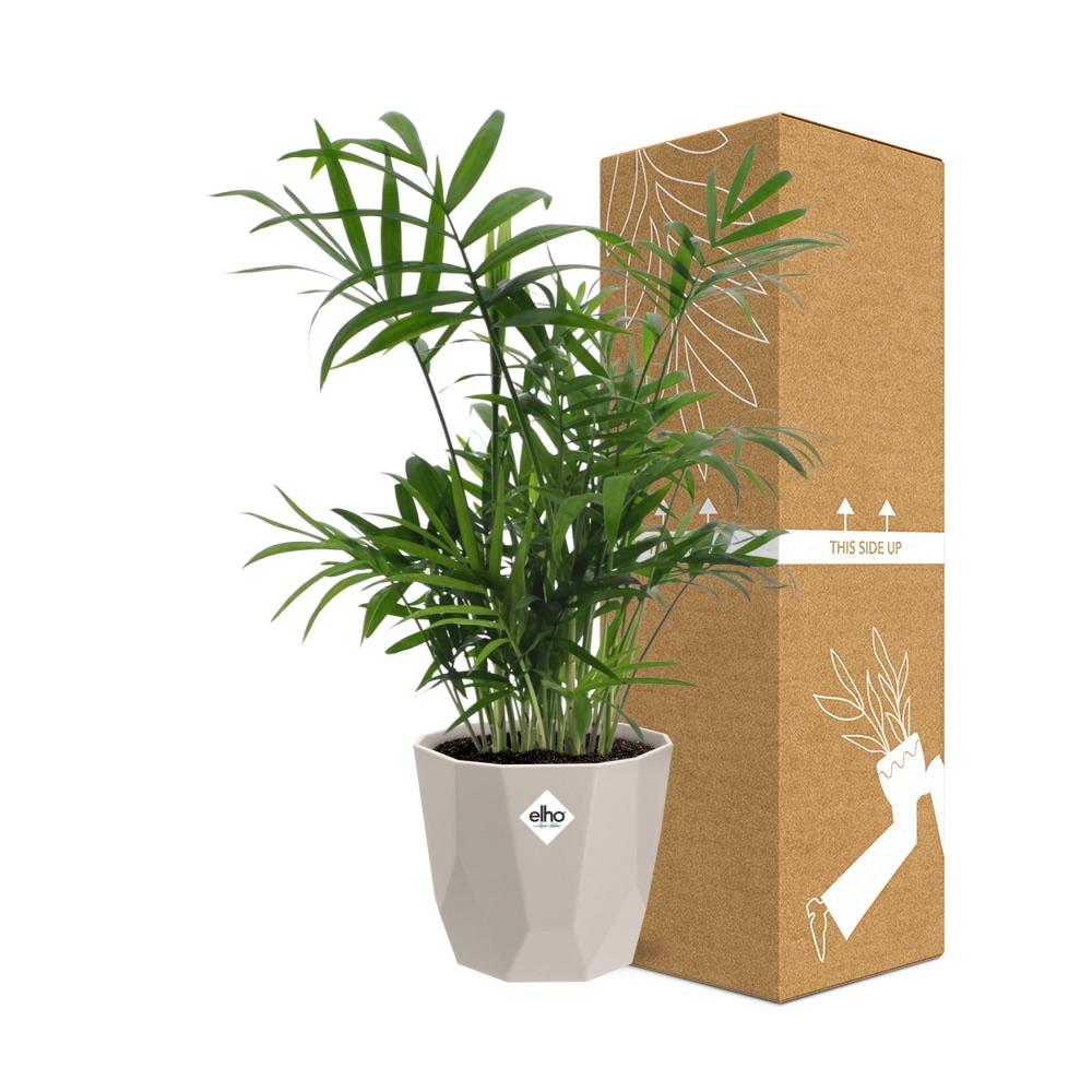 Chamaedorea in ELHO b.for rock 14 cm warm grey