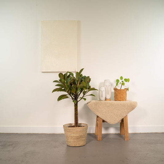 Ficus elastica Melany Stiel + Körbchen Selin - ↨90cm - Ø21cm