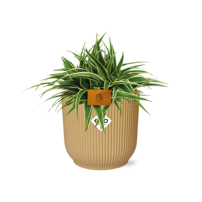Chlorophytum Ocean 15cm in ELHO Vibes Fold 16cm round geel