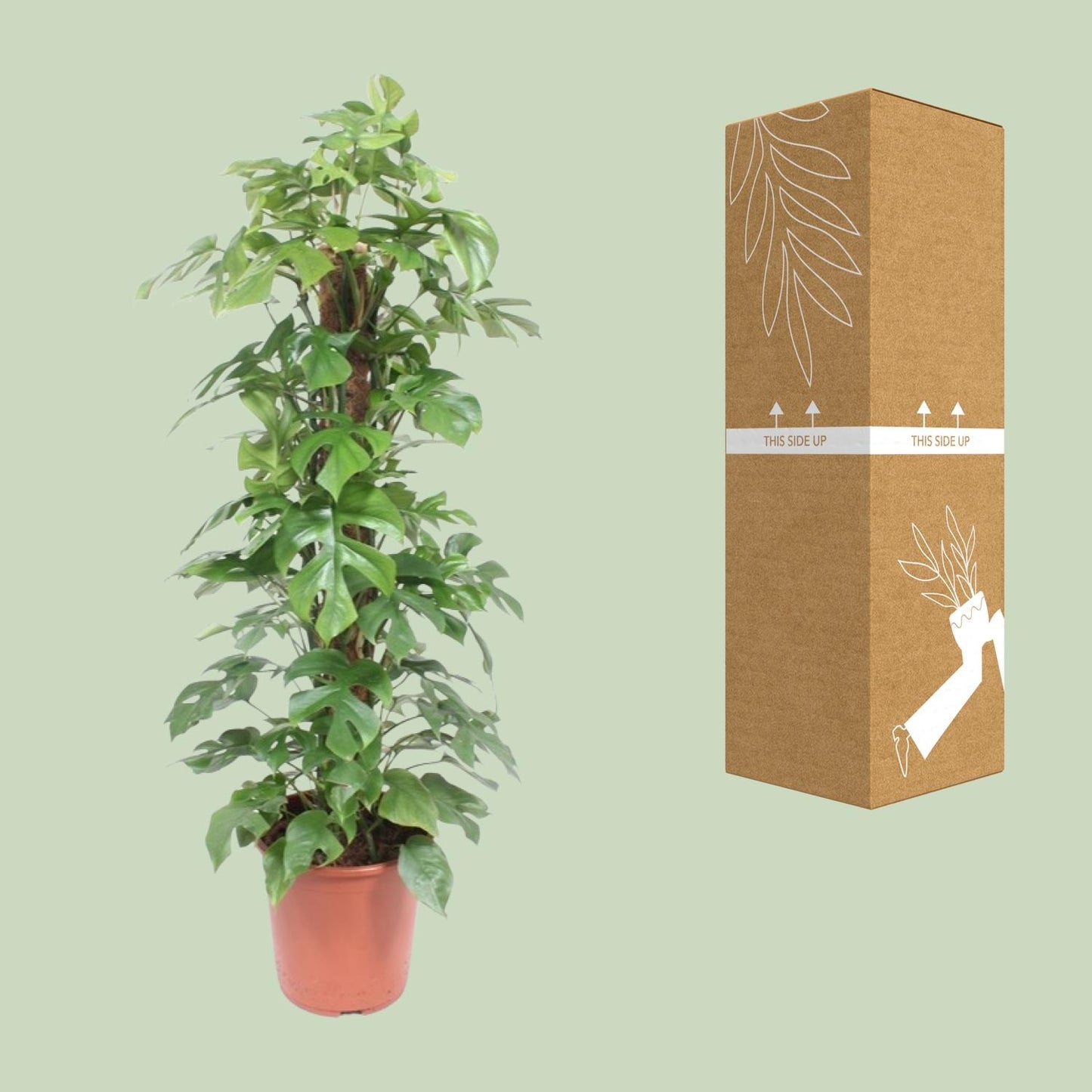 Monstera Minima Mosstok - Ø27cm - ↕130cm