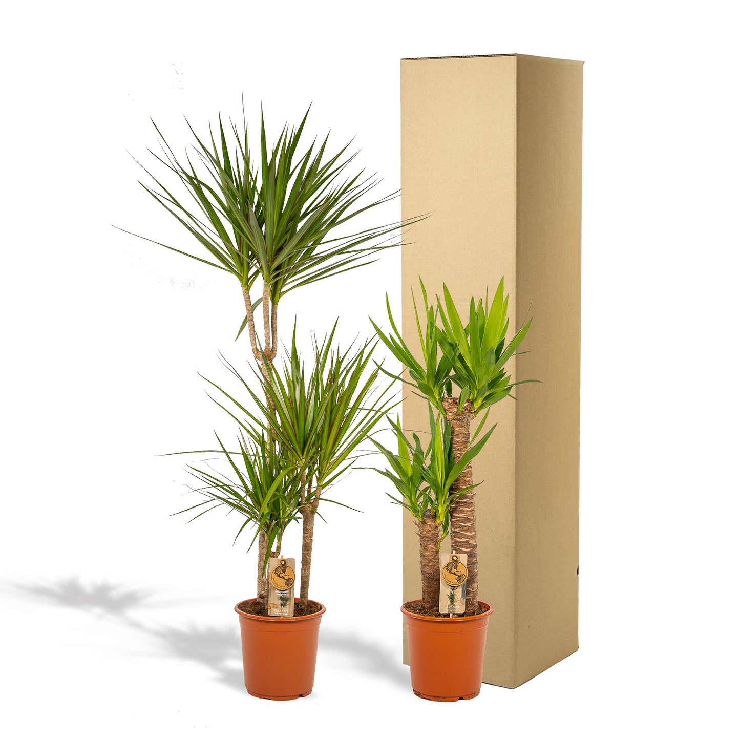 Drachenbaum & Palmlilie Set – Stilvolle Zimmerpflanzen 100-120 cm