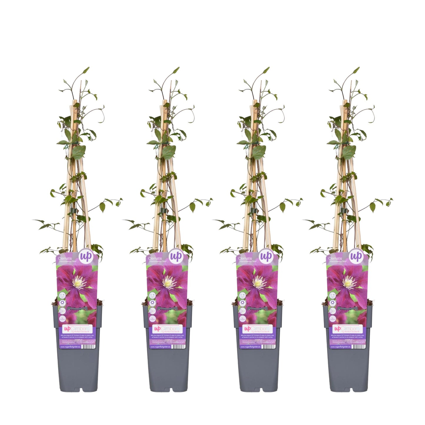 4x - Clematis Warszawska Nike - ↨65cm - Ø15
