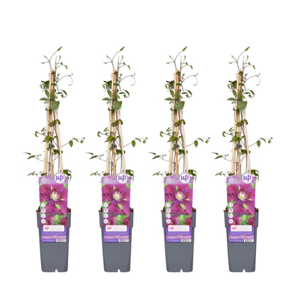 4x - Clematis Warszawska Nike - ↨65cm - Ø15