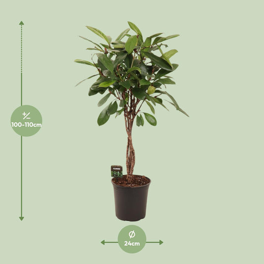 Ficus Cyathistipula - Ø24cm - ↕110cm
