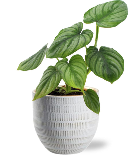 Philodendron Mamei - Ø12cm - ↕25cm + Beau Pot D14x13cm - Weiß