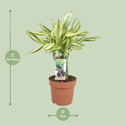 Dracaena Diamonddream - Ø17cm - ↕40cm