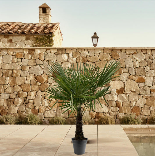 Hanfpalme 160-180 cm – Winterharte mediterrane Gartenpalme Ø30