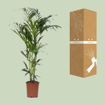 Howea - Ø24cm - ↕140cm