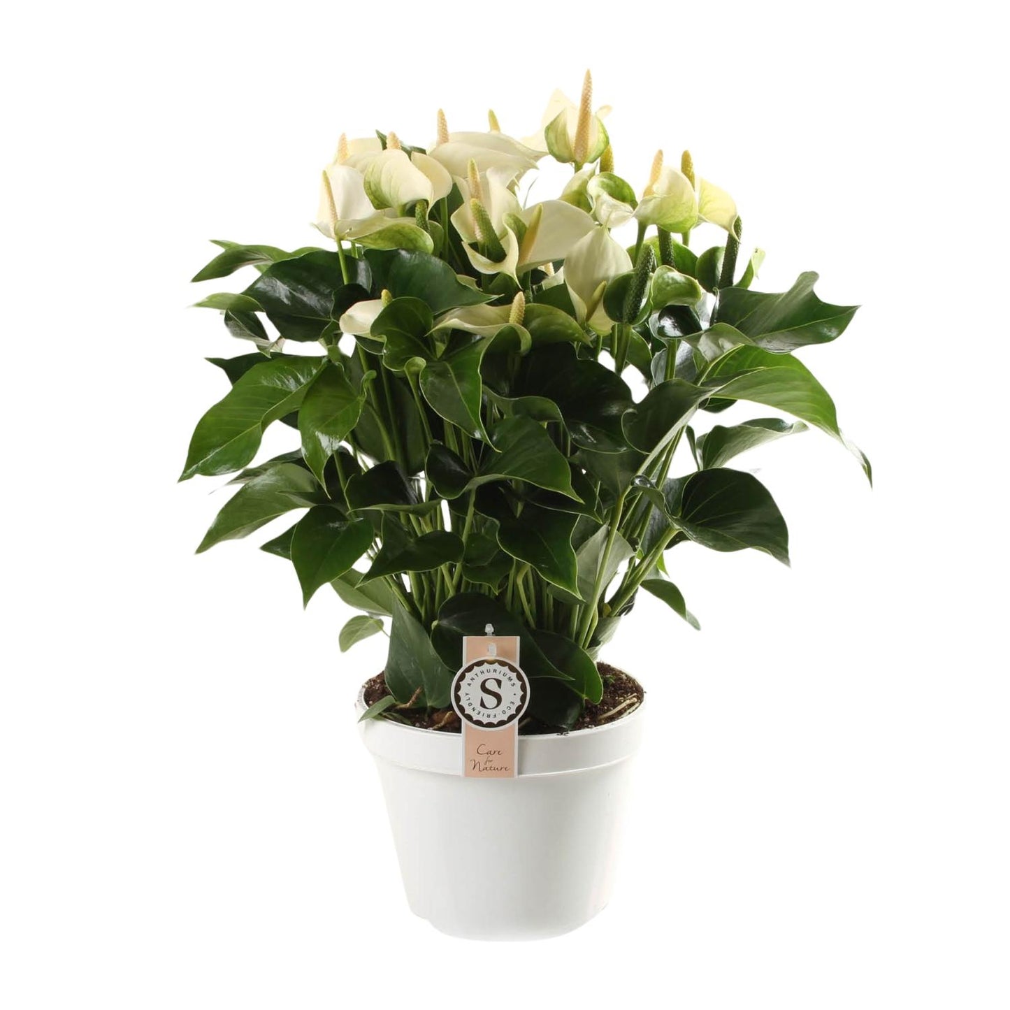 Anthurium White Champion 21cm - Ø21cm - ↕65cm