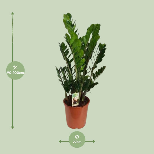 Zamioculcas Zamiifolia - Ø27cm - ↕100cm
