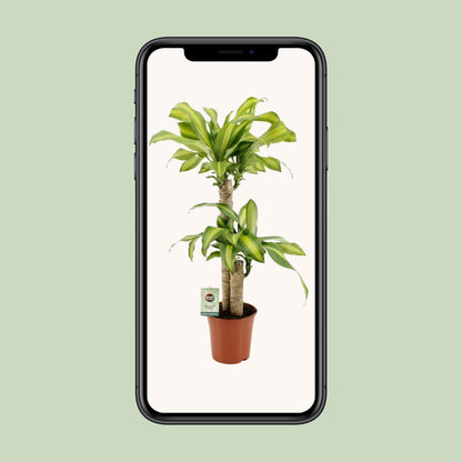 Dracaena Fragrans Massangeana - Ø19cm - ↕90cm